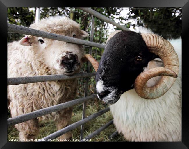 Dartmoor Sheep Framed Print by Stephen Hamer