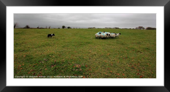 Sheep roundup  Framed Mounted Print by Stephen Hamer