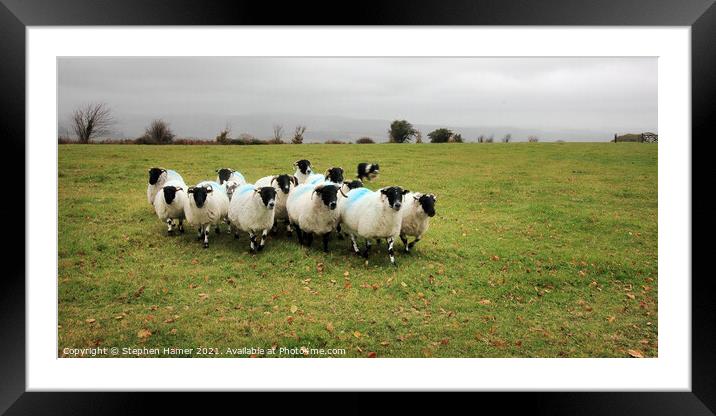 Black faced Dartmoor sheep Framed Mounted Print by Stephen Hamer