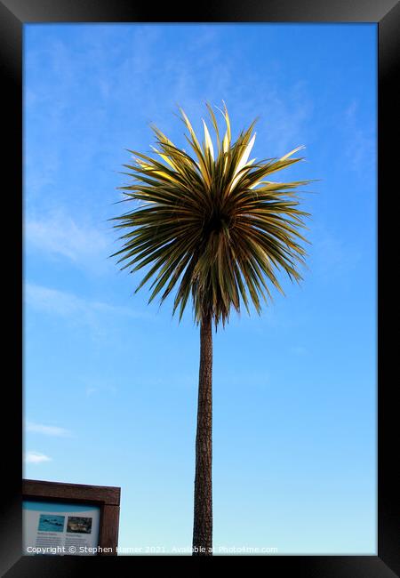 Torbay Palm Framed Print by Stephen Hamer