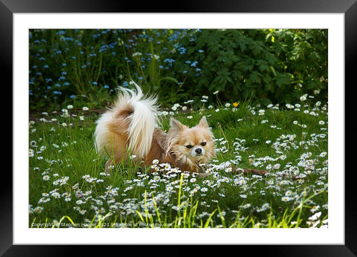 Chihuahua in the Garden Framed Mounted Print by Stephen Hamer
