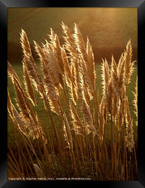 Common Reed Framed Print by Stephen Hamer