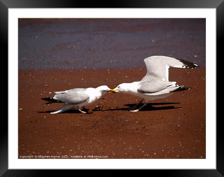 Tug of War Framed Mounted Print by Stephen Hamer