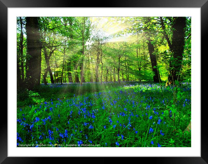 Bluebell's in a Forest Glade Framed Mounted Print by Stephen Hamer