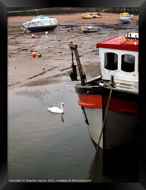 Swan in Harbour Framed Print by Stephen Hamer