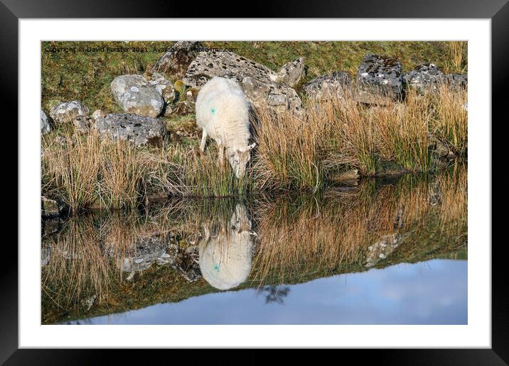 Sheep Reflection North Pennines, UK Framed Mounted Print by David Forster