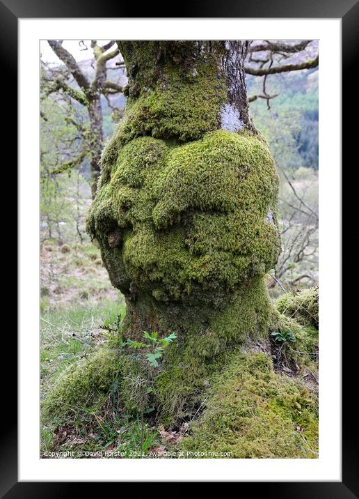 The Old Green Man Oak Tree  Framed Mounted Print by David Forster