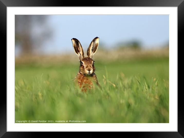 Brown Hare Lepus europaeus Framed Mounted Print by David Forster