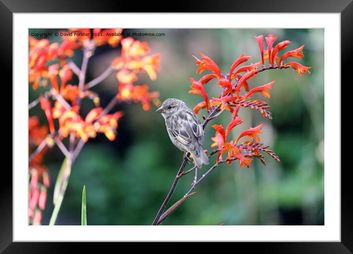 House Sparrow Perched on a  Colourful Montbretia Flower, UK Framed Mounted Print by David Forster