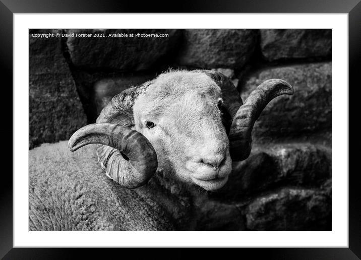 Handsome Sheep Portrait Framed Mounted Print by David Forster