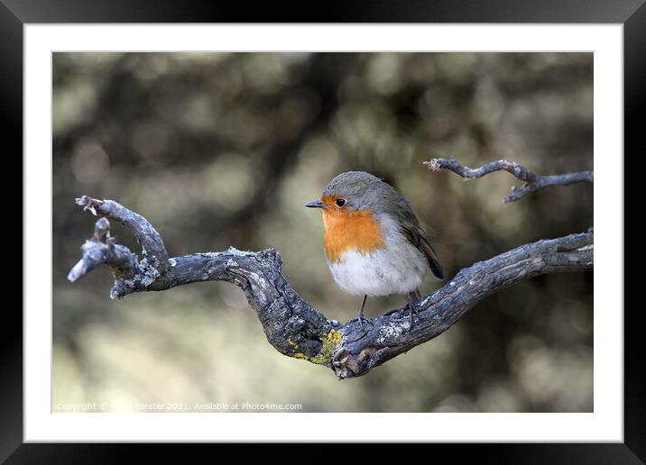 Robin (Erithacus rubecula) Perched on a Branch, UK Framed Mounted Print by David Forster