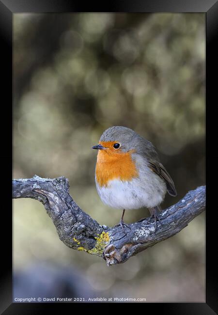 Robin (Erithacus rubecula) Perched on a Branch, UK Framed Print by David Forster