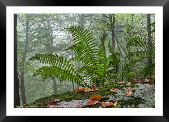 Ferns Growing in a Misty Autumnal Woodland Framed Mounted Print by David Forster
