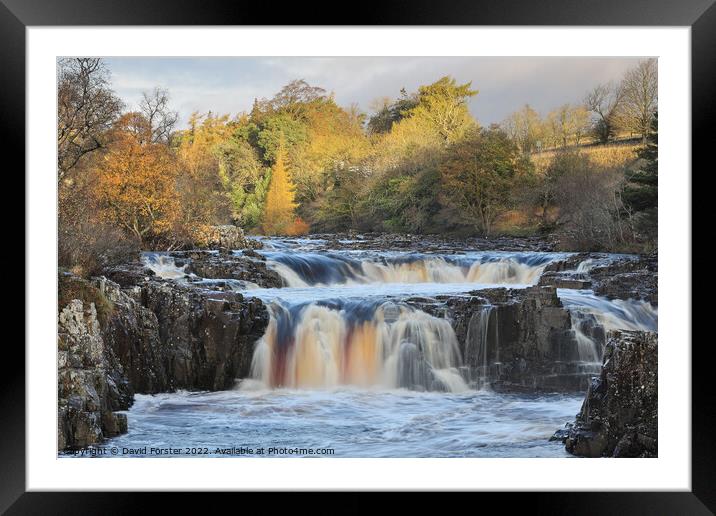 Low Force and the River Tees in Autumn, Teesdale, UK Framed Mounted Print by David Forster