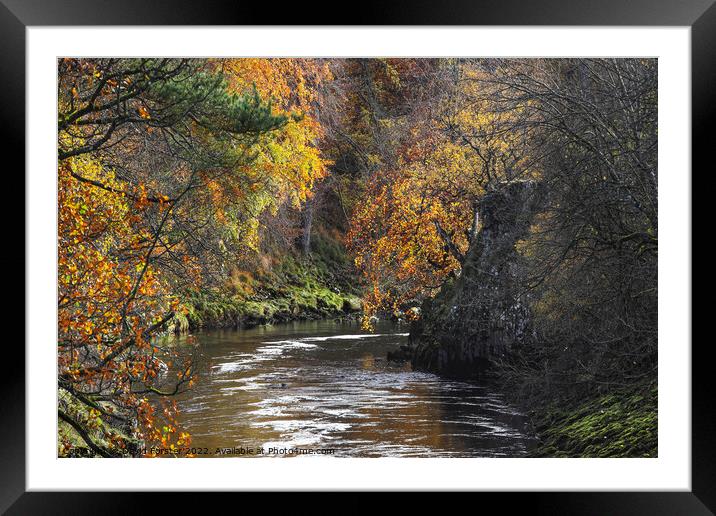 The Tree Lined Banks of the River Tees Viewed from Wynch Bridge  Framed Mounted Print by David Forster