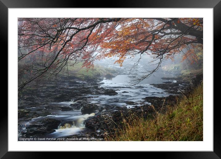 Trees Overhanging the River Tees on a Misty Autumnal Day, North  Framed Mounted Print by David Forster