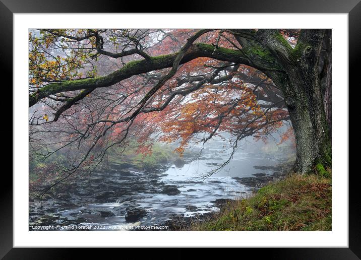 Trees Overhanging the River Tees on a Misty Autumnal Day Framed Mounted Print by David Forster