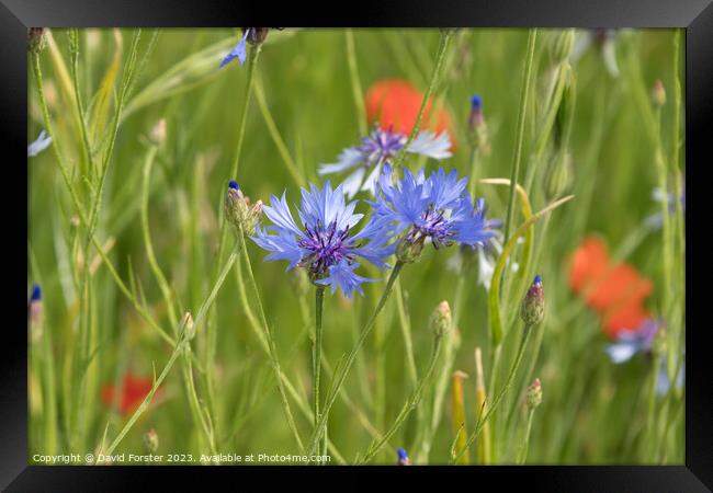 Cornflower and Poppies in a Wild Flower Meadow Framed Print by David Forster