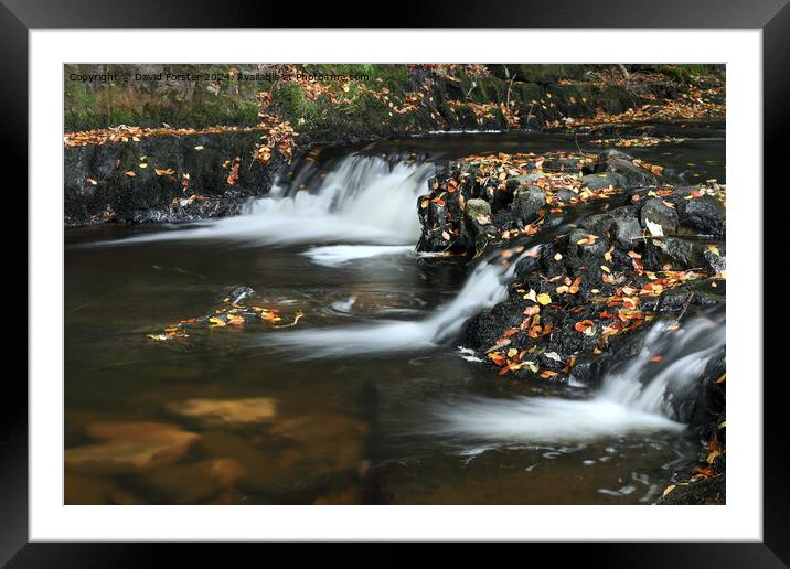 Autumn Stream, Teesdale, County Durham Framed Mounted Print by David Forster