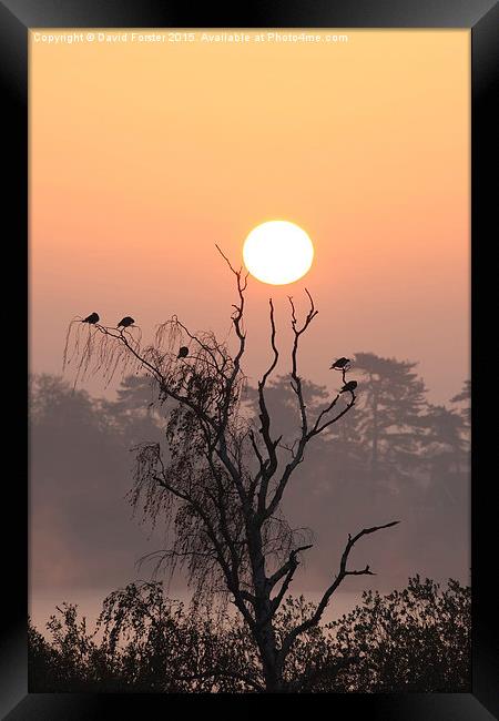 Arboreal Sunrise Framed Print by David Forster
