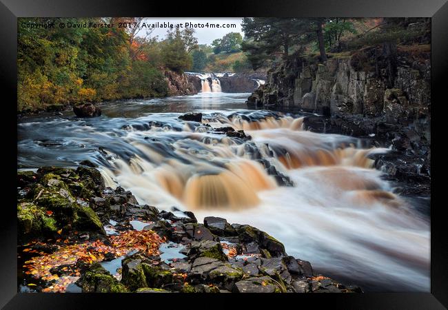 Autumn Colours, River Tees, Low Force, Teesdale Framed Print by David Forster
