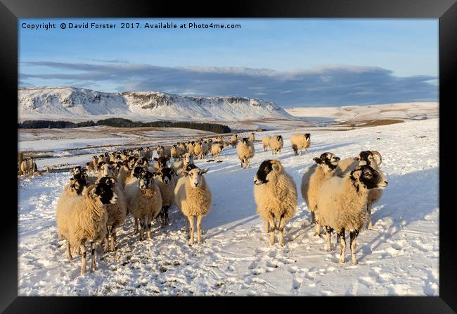 Friendly Sheep  Framed Print by David Forster