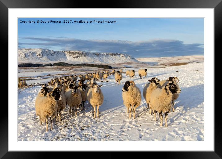 Friendly Sheep  Framed Mounted Print by David Forster