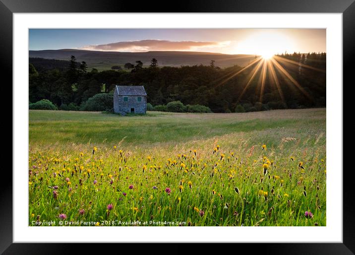 Wild Flower Hay Meadow at Sunrise Framed Mounted Print by David Forster