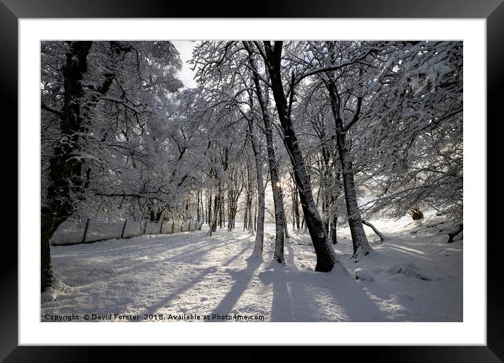 Winter Woodland in the North Pennines Framed Mounted Print by David Forster