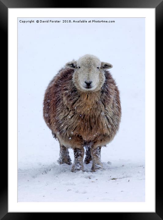 Happy Herdwick Sheep and Falling Snow Framed Mounted Print by David Forster