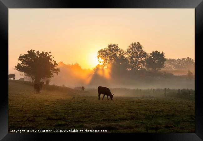 Misty Meadow Sunrise Framed Print by David Forster
