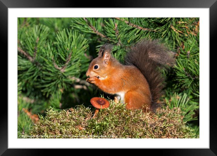 Red Squirrel  Framed Mounted Print by David Forster