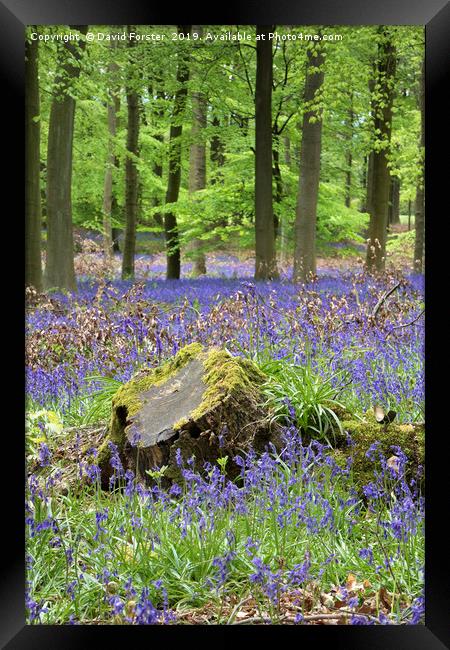 Bluebell Wood, County Durham, UK Framed Print by David Forster