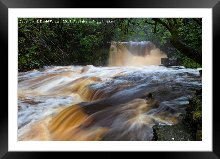 Woodland Stream Framed Mounted Print by David Forster