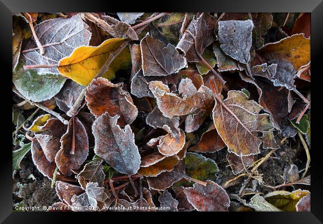Frost Coated Leaves, UK Framed Print by David Forster