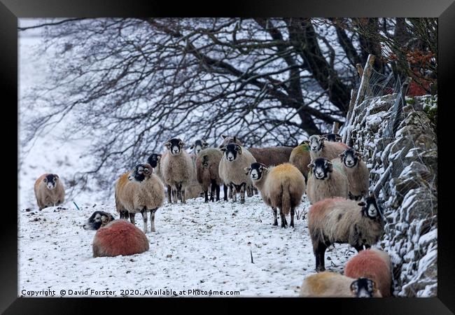Sheep in Winter, Upper Teesdale, County Durham, UK Framed Print by David Forster