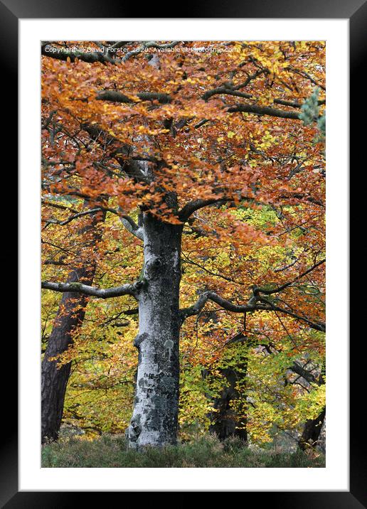 Autumn Woodland, Teesdale, County Durham, UK Framed Mounted Print by David Forster