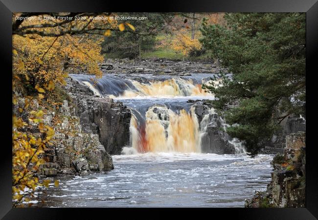 Autumn Colours and Low Force, Teesdale, County Durham, UK Framed Print by David Forster