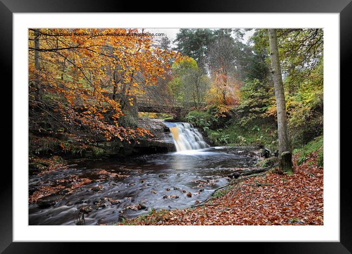 Blackling Hole Waterfall in Autumn, Hamsterley Forest, County Durham Framed Mounted Print by David Forster
