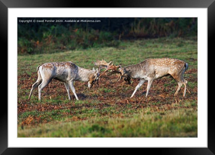 Fallow Deer Stags Dama Dama Fighting During the Ru Framed Mounted Print by David Forster