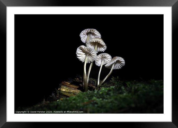 Delicate Fungi, North Pennine Pine Woodland, Teesdale, UK Framed Mounted Print by David Forster