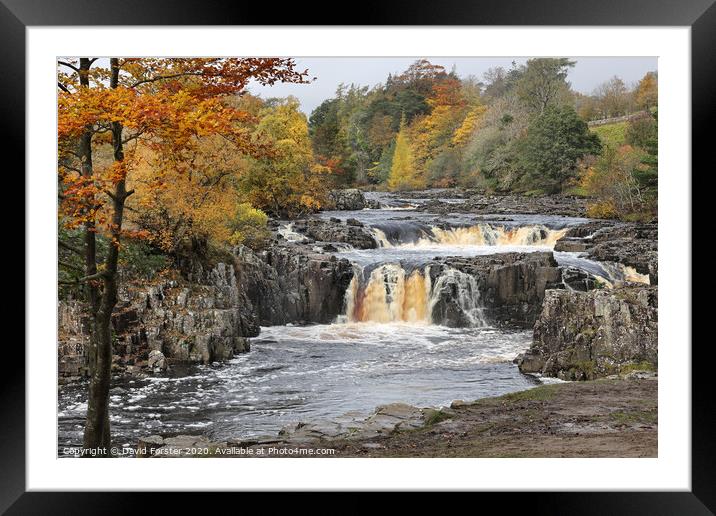 Autumn Colours at Low Force, Upper Teesdale, County Durham, UK Framed Mounted Print by David Forster