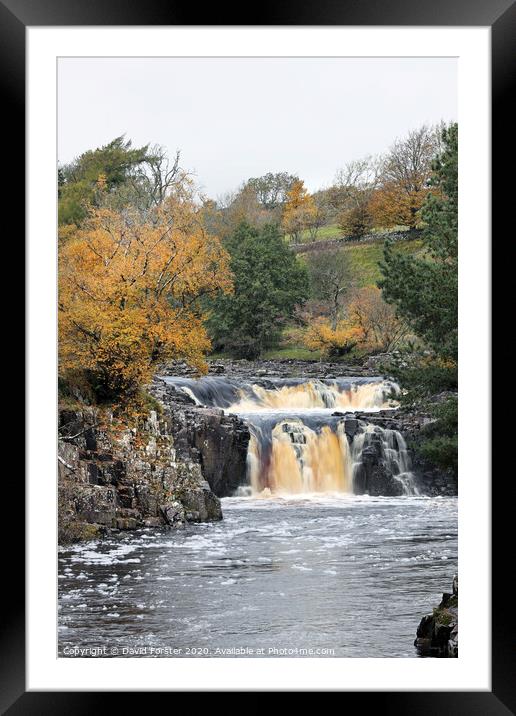 The River Tees Flowing Over Low Force in Autumn, Bowlees, Teesdale, County Durham, UK Framed Mounted Print by David Forster