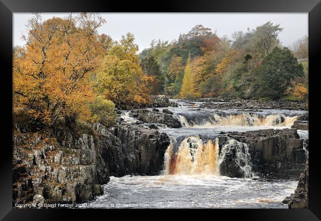 Autumn Colours at Low Force, Upper Teesdale, County Durham, UK Framed Print by David Forster