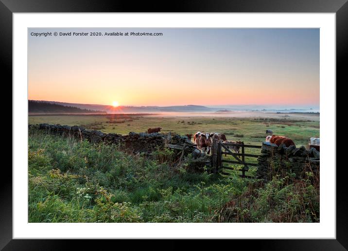 Cows at Sunrise Teesdale, County Durham, UK Framed Mounted Print by David Forster