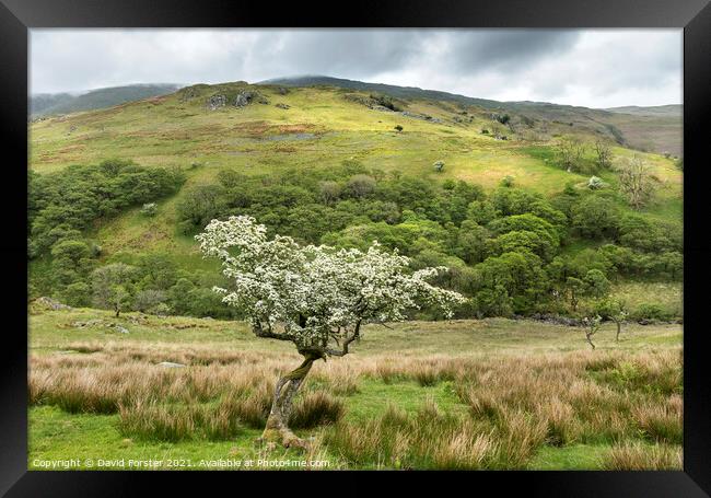 Flowering Hawthorn Tree and Troutbeck Tongue, Lake District, UK Framed Print by David Forster