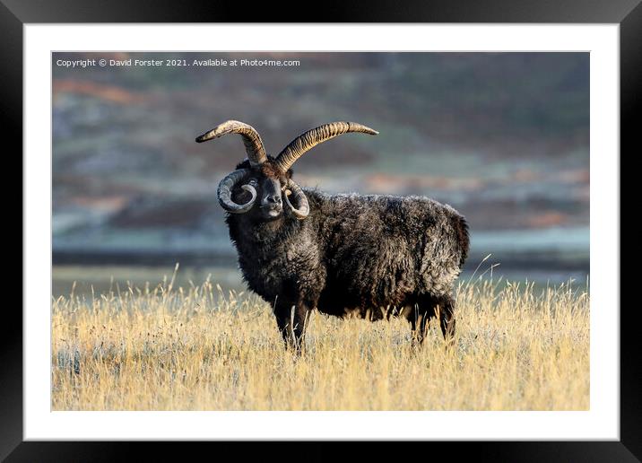 Hebridean Sheep Illuminated by Early Morning Light Framed Mounted Print by David Forster