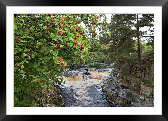 Rowan Tree with Berries, Near Low Force, Teesdale, UK Framed Mounted Print by David Forster