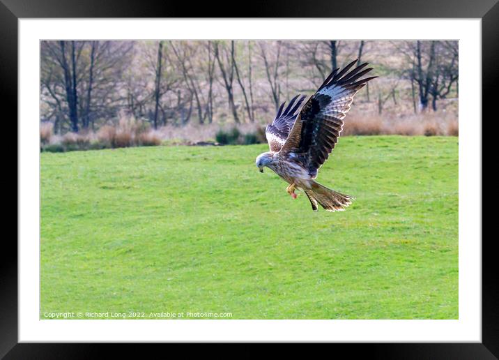 Red Kite Framed Mounted Print by Richard Long