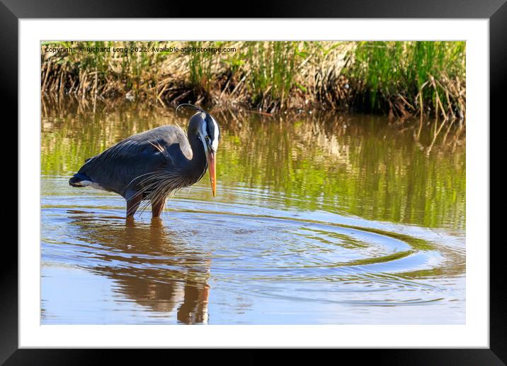 Great Blue Heron Framed Mounted Print by Richard Long
